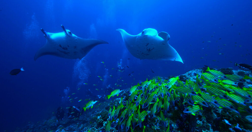 馬爾地夫萊佛士酒店自由潛水運動課程