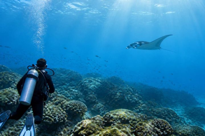 馬爾地夫潛水攻略:季節、潛點、海洋生物與選島重點