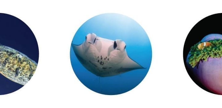 馬爾地夫浮潛