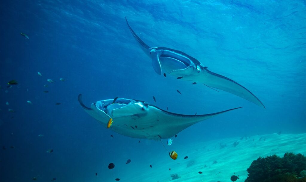 馬爾地夫都喜天闕度假村 Dusit Thani Maldives