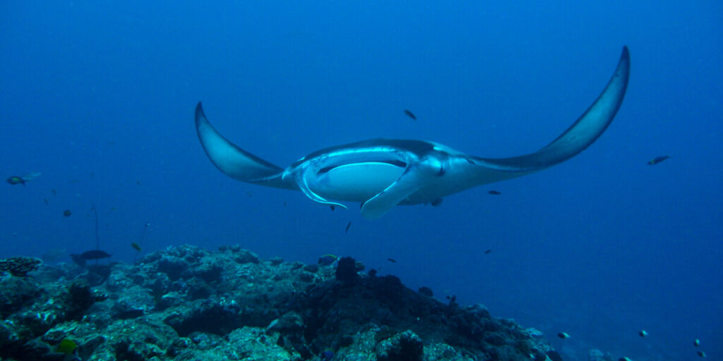 馬爾地夫米拉杜島 Milaidhoo Maldives