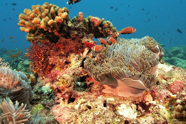 馬爾地夫希爾頓格芮 SAii Lagoon Maldives by Hilton