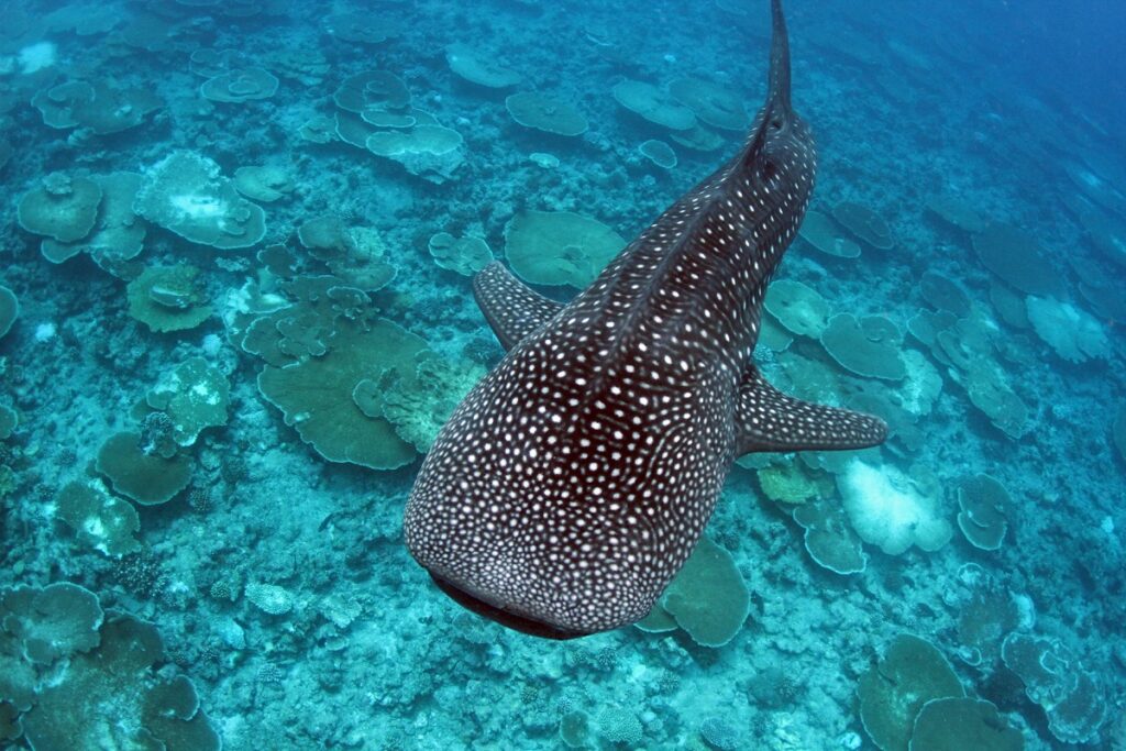 馬爾地夫麗世度假村 LUX* South Ari Atoll