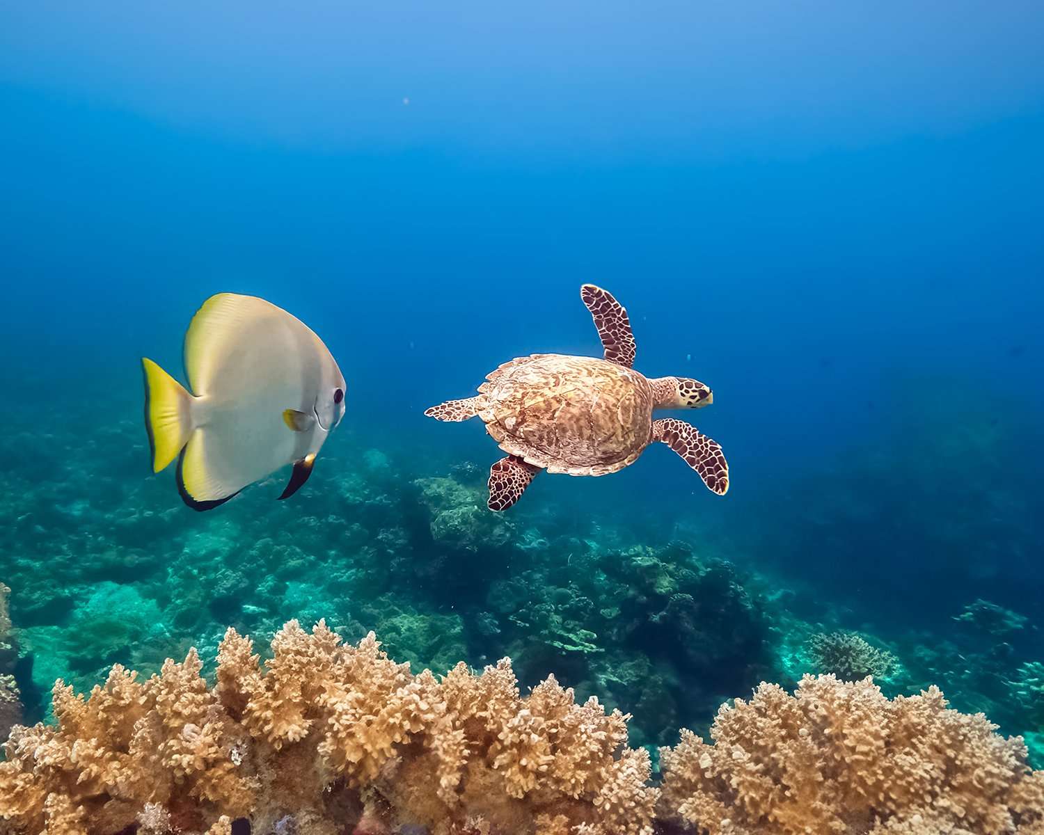 與海龜同游
