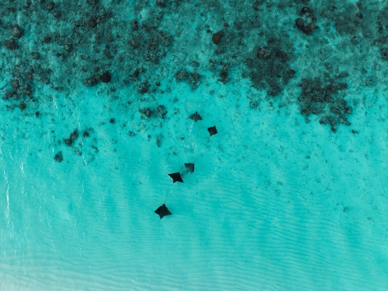淺灘的魟魚