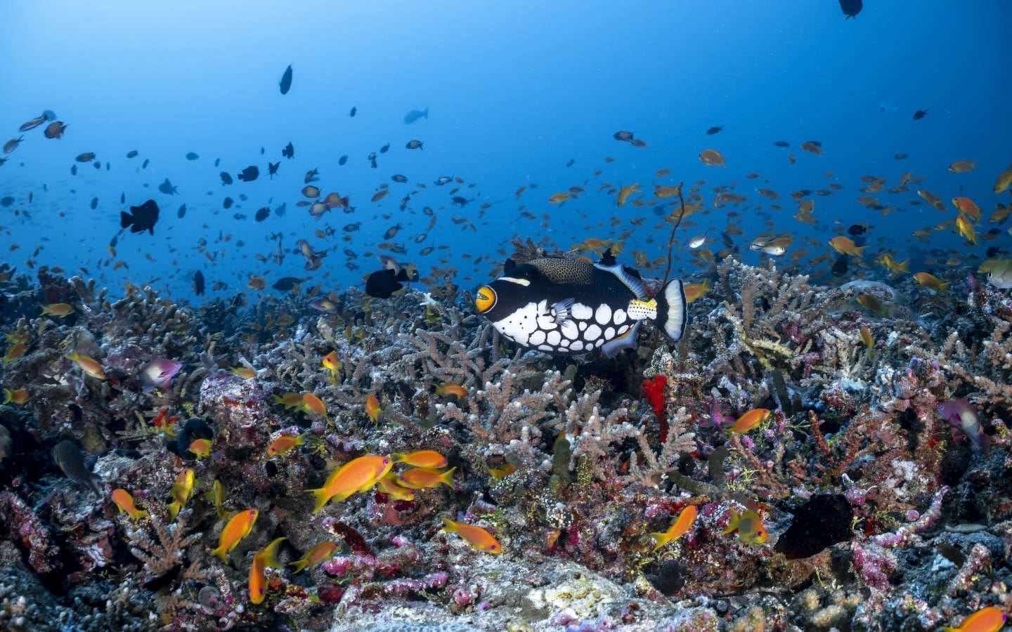 小丑砲彈魚