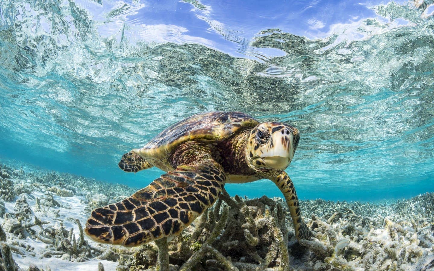 玳瑁海龜
