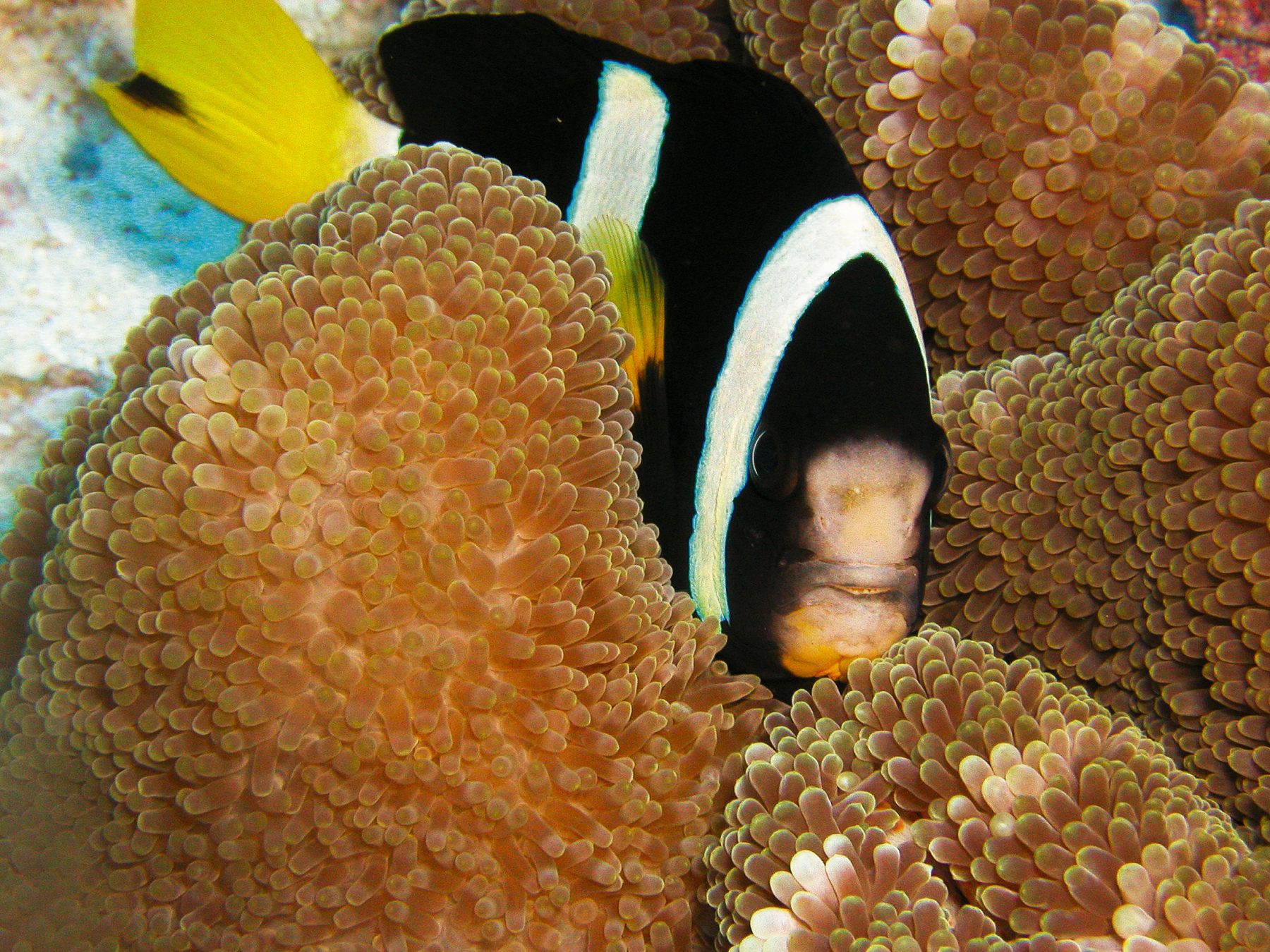 小丑魚與海葵