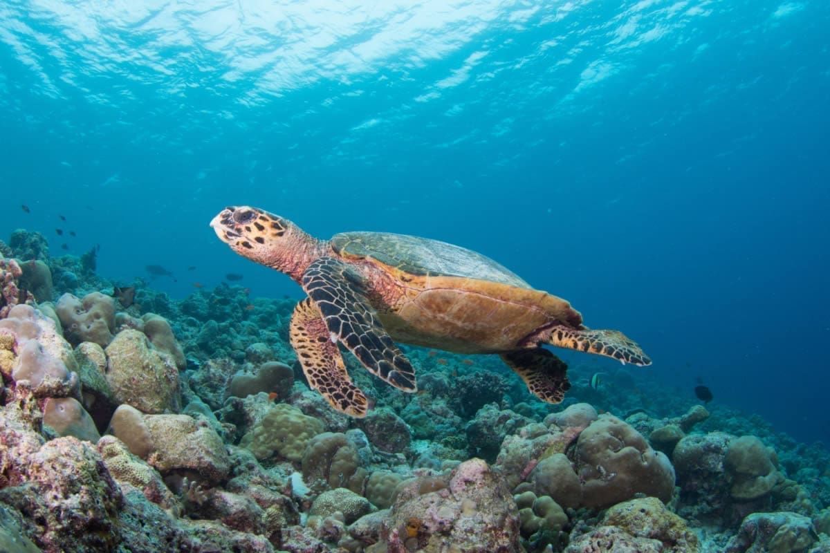 洲際潟湖浮潛環境