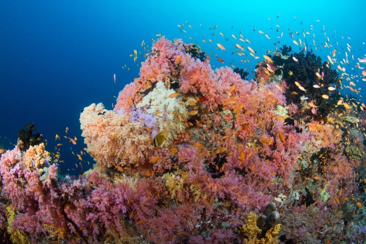 海洋中心水上活動