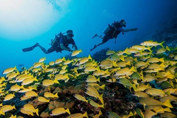 潛水與魚群
