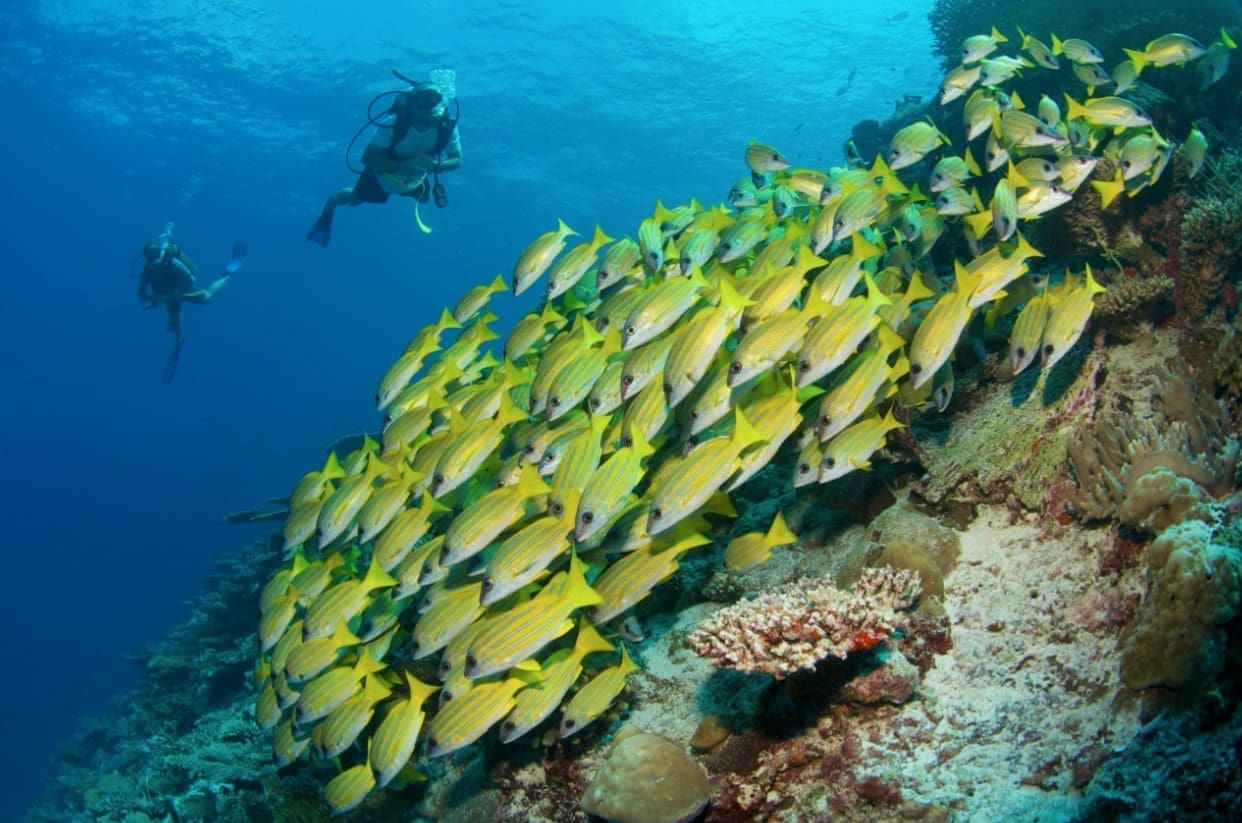 潛水與魚群