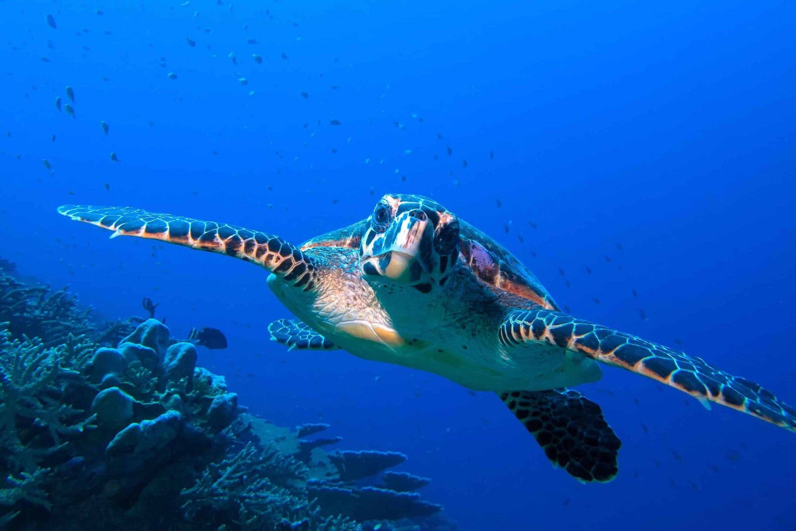 Canareef Resort Maldives 潛水遇見海龜