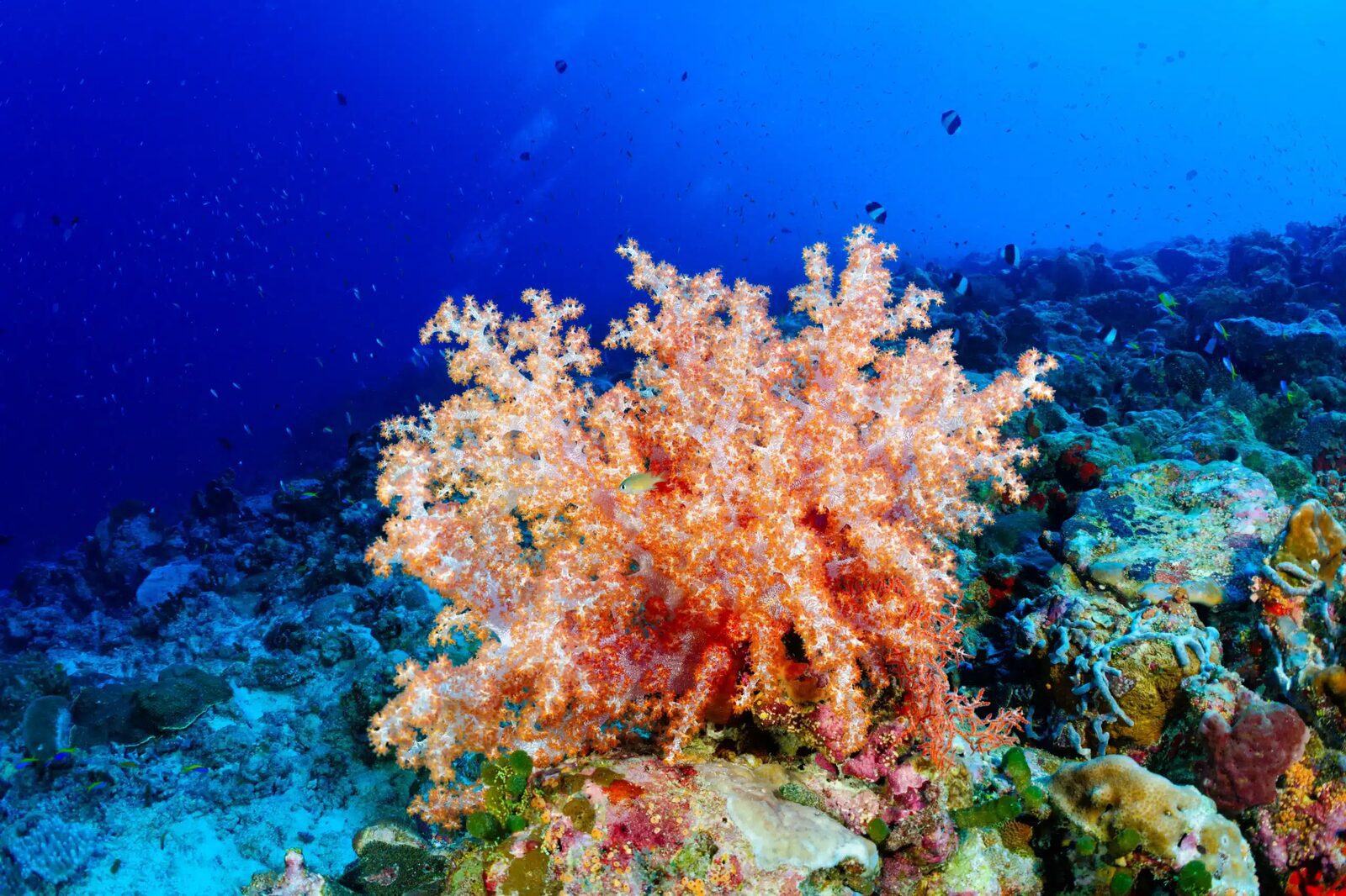 Canareef Resort Maldives 阿杜環礁珊瑚潛水