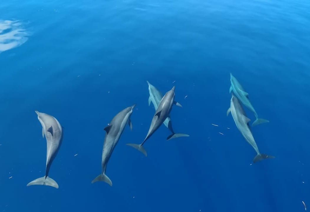 麗世度假村周邊海豚