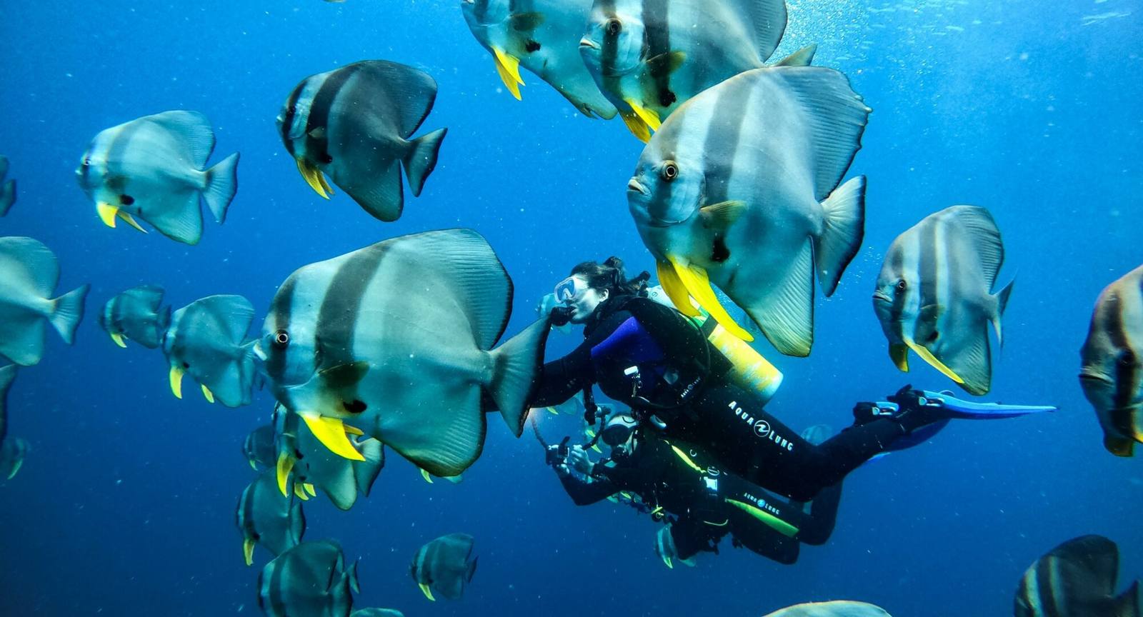 Meeru Maldives 潛水與海洋生物