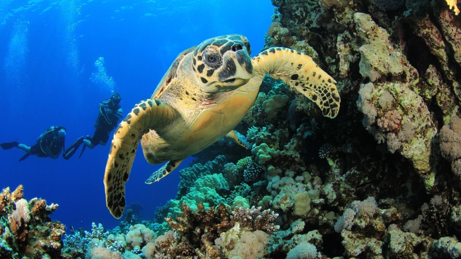 海龜與珊瑚礁