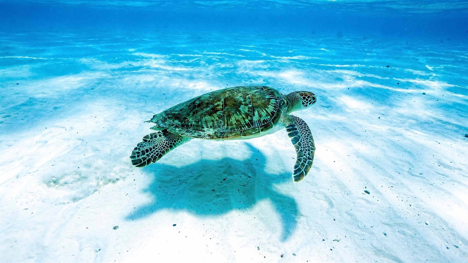 海龜游過馬爾地夫淺海沙地