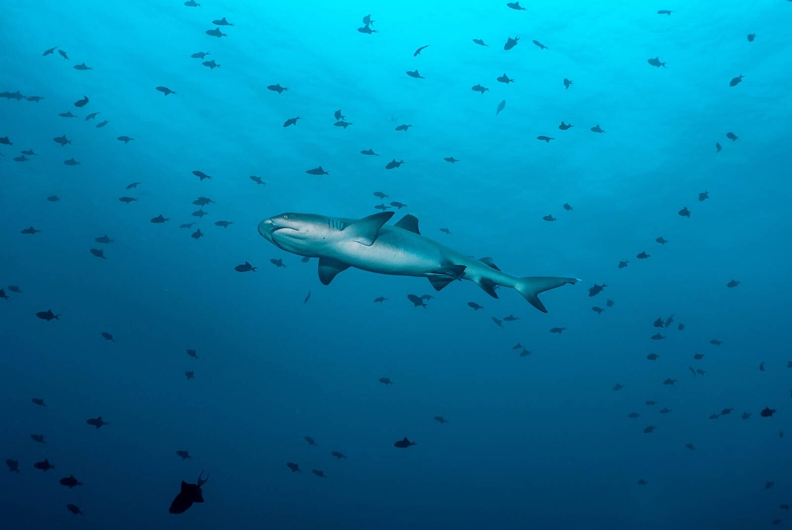 馬爾地夫清澈海水中的鯊魚與魚群