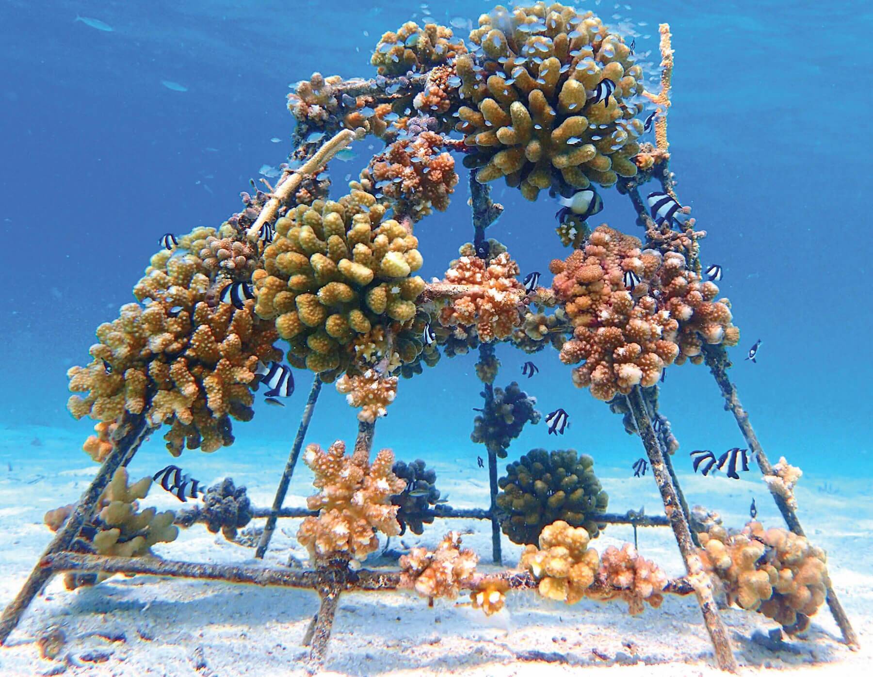 潟湖的海洋生態