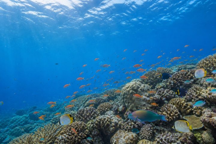 熱帶魚的原鄉｜馬爾地夫為何魚多、海水清澈怎麼體驗