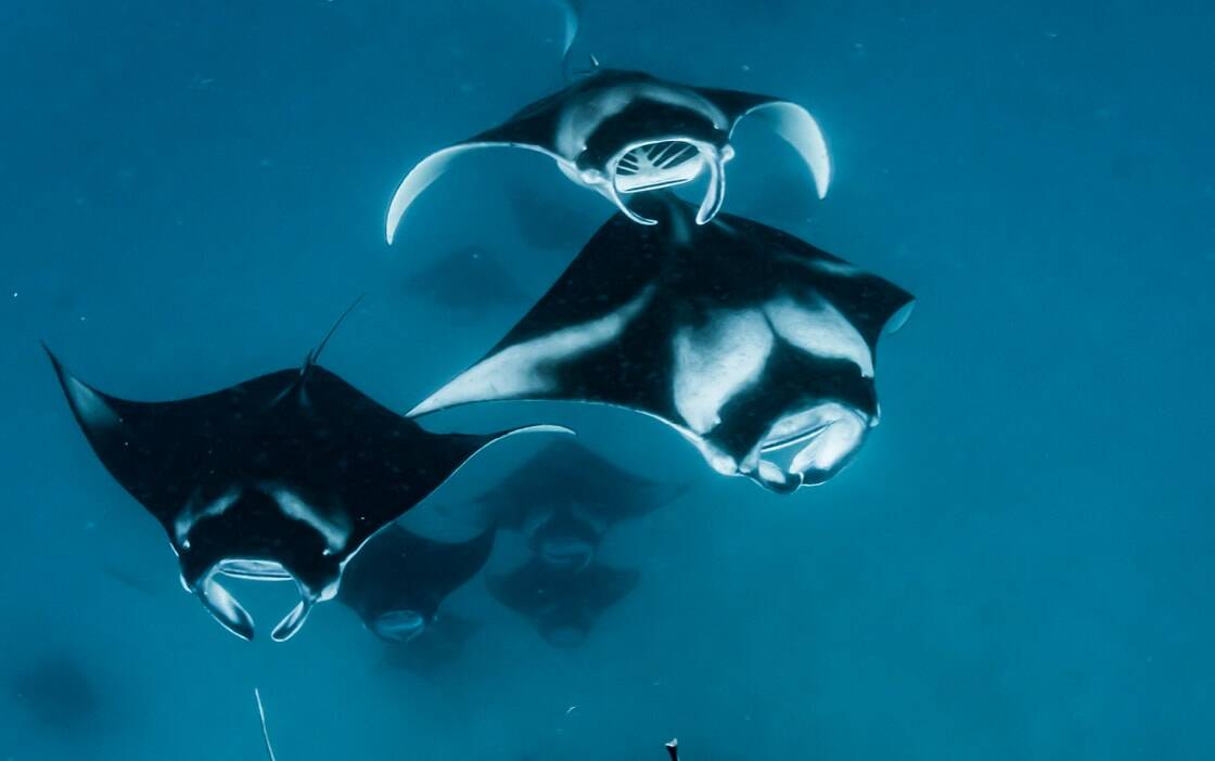 NH Maldives Kuda Rah 南阿里環礁蝠魟