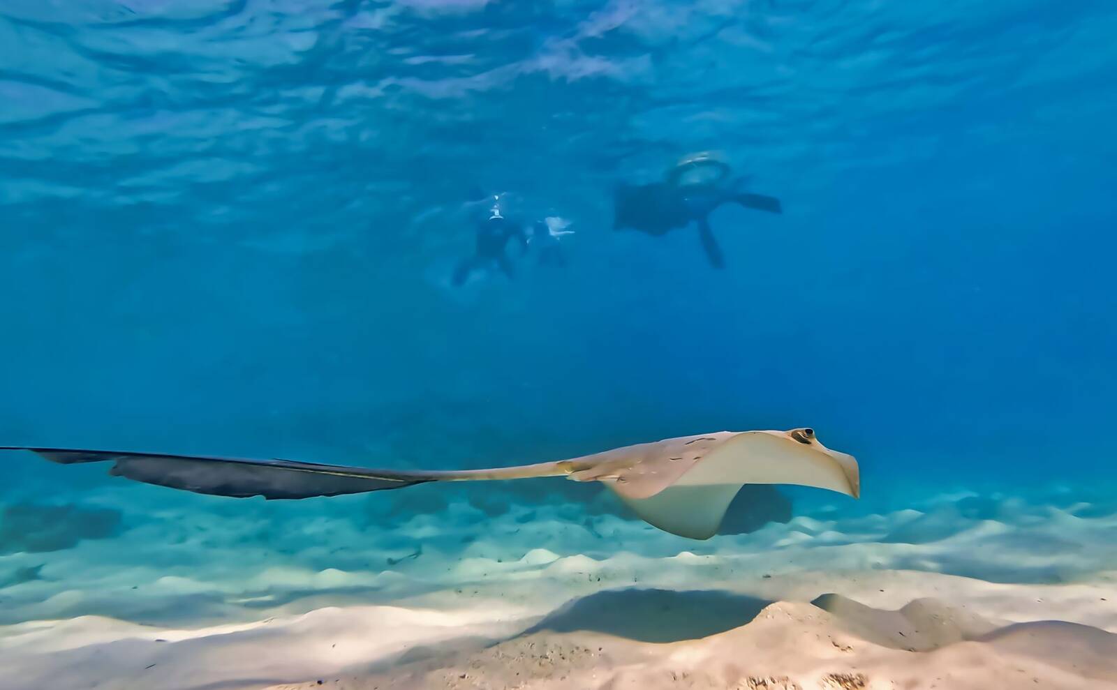 Rahaa Resort Maldives 水下魟魚