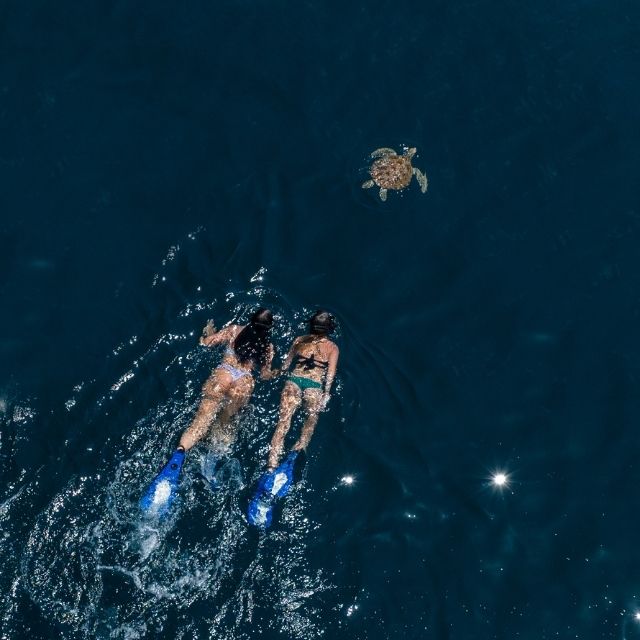 與海龜同游