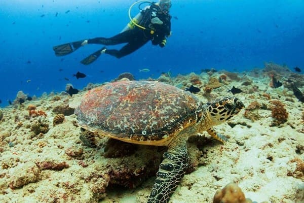 潛水與海龜