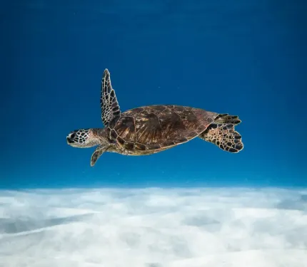 海龜