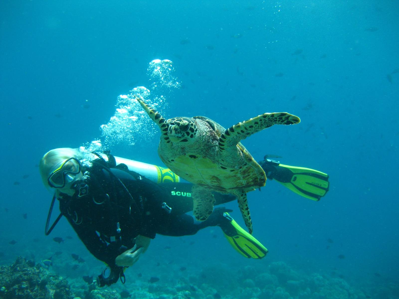 Adaaran Select Hudhuranfushi 島礁海龜與潛水員