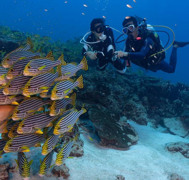 Bandos Maldives 潛水員與魚群
