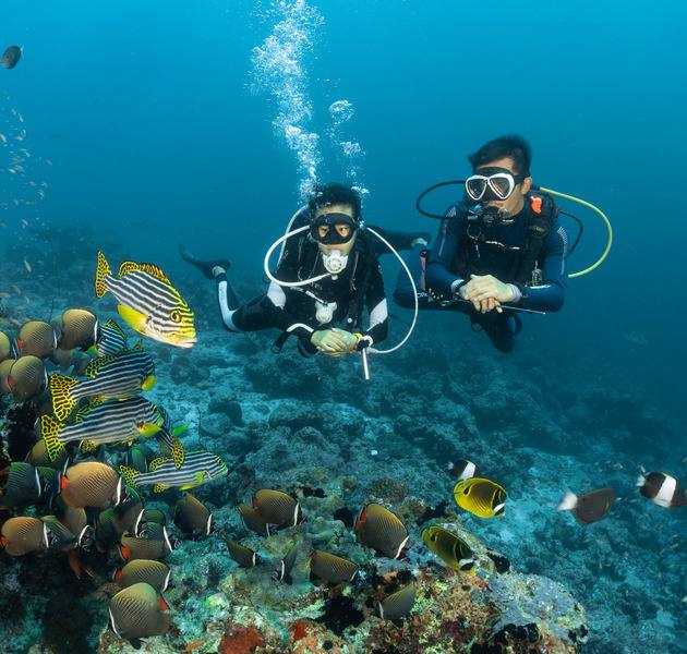 Bandos Maldives 潛水員與胡椒鯛魚群