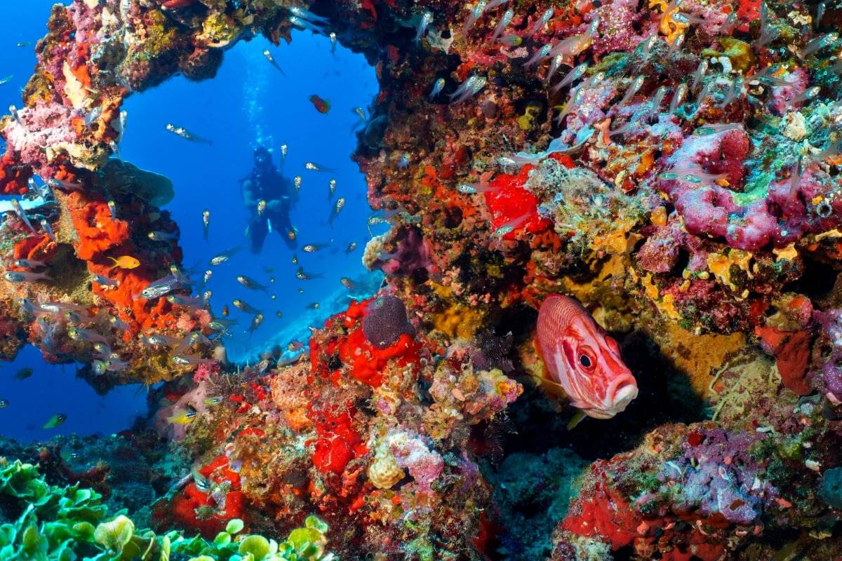 Eri Maldives 官方海底珊瑚與魚群影像