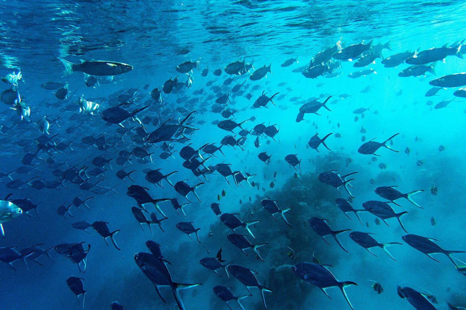 Filitheyo 島礁魚群