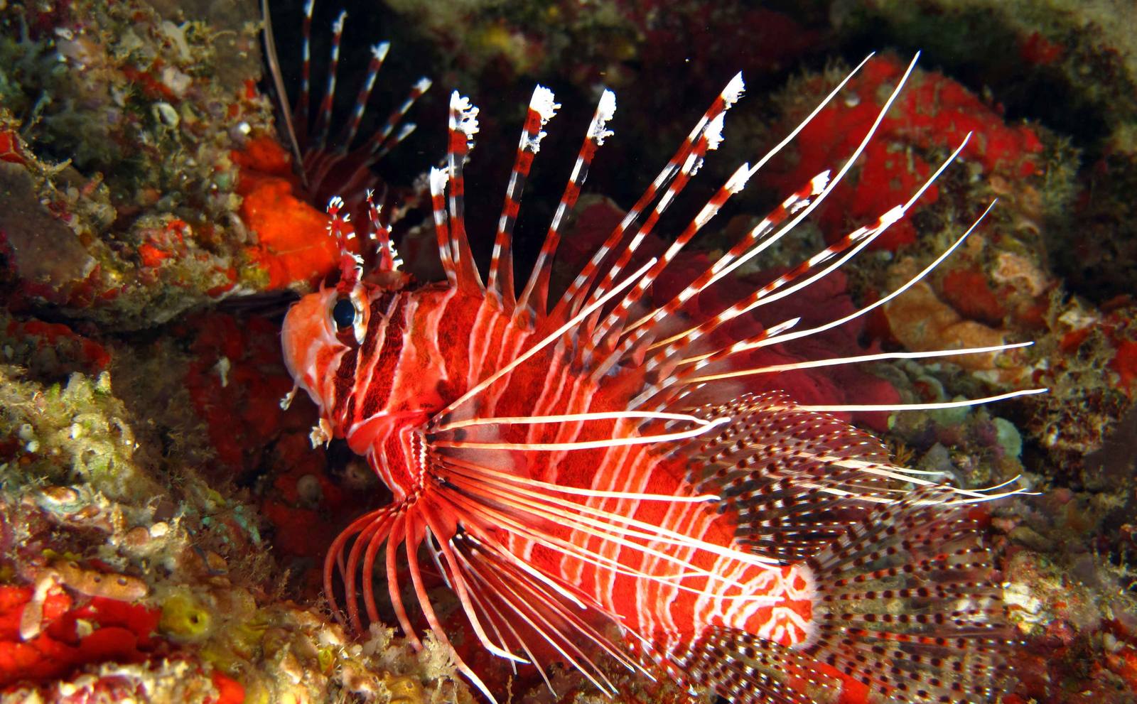Fiyavalhu 周邊珊瑚礁獅子魚