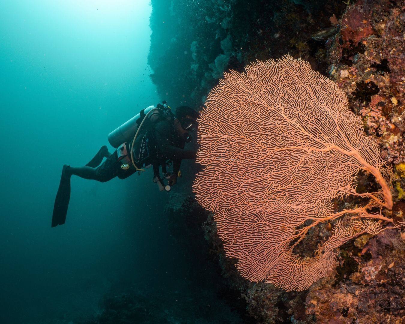Ifuru Island 潛水員與海扇