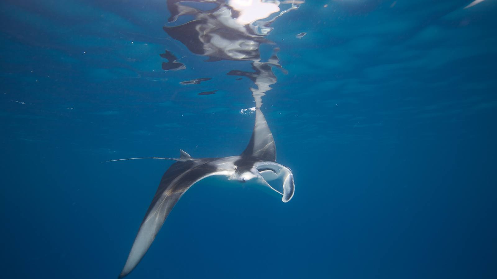 Kihaa Maldives Hanifaru Bay 魟魚