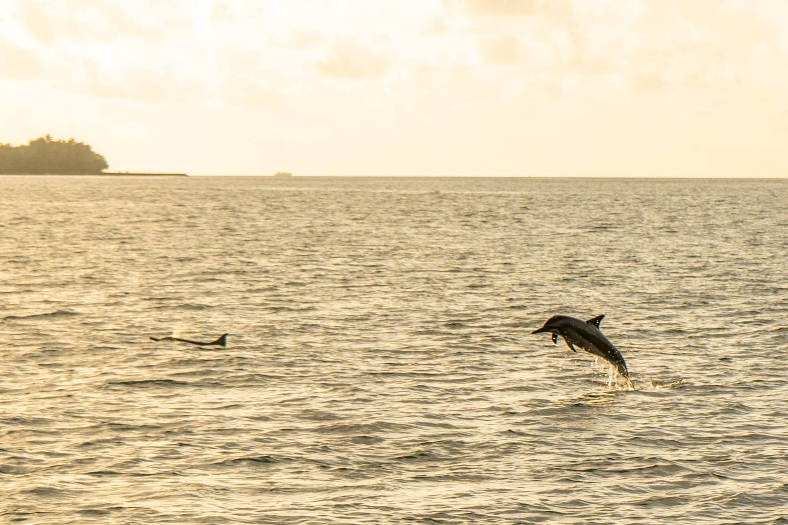 Kudafushi 夕陽賞海豚行程