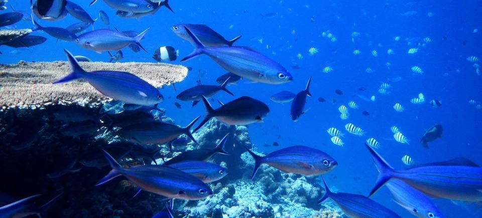 Kudafushi 周邊珊瑚礁魚群