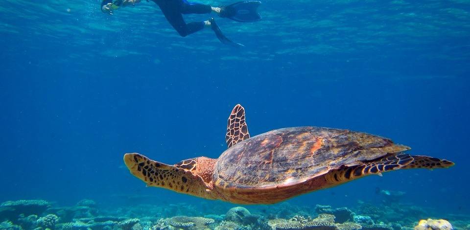 Kudafushi 周邊海域海龜與浮潛客