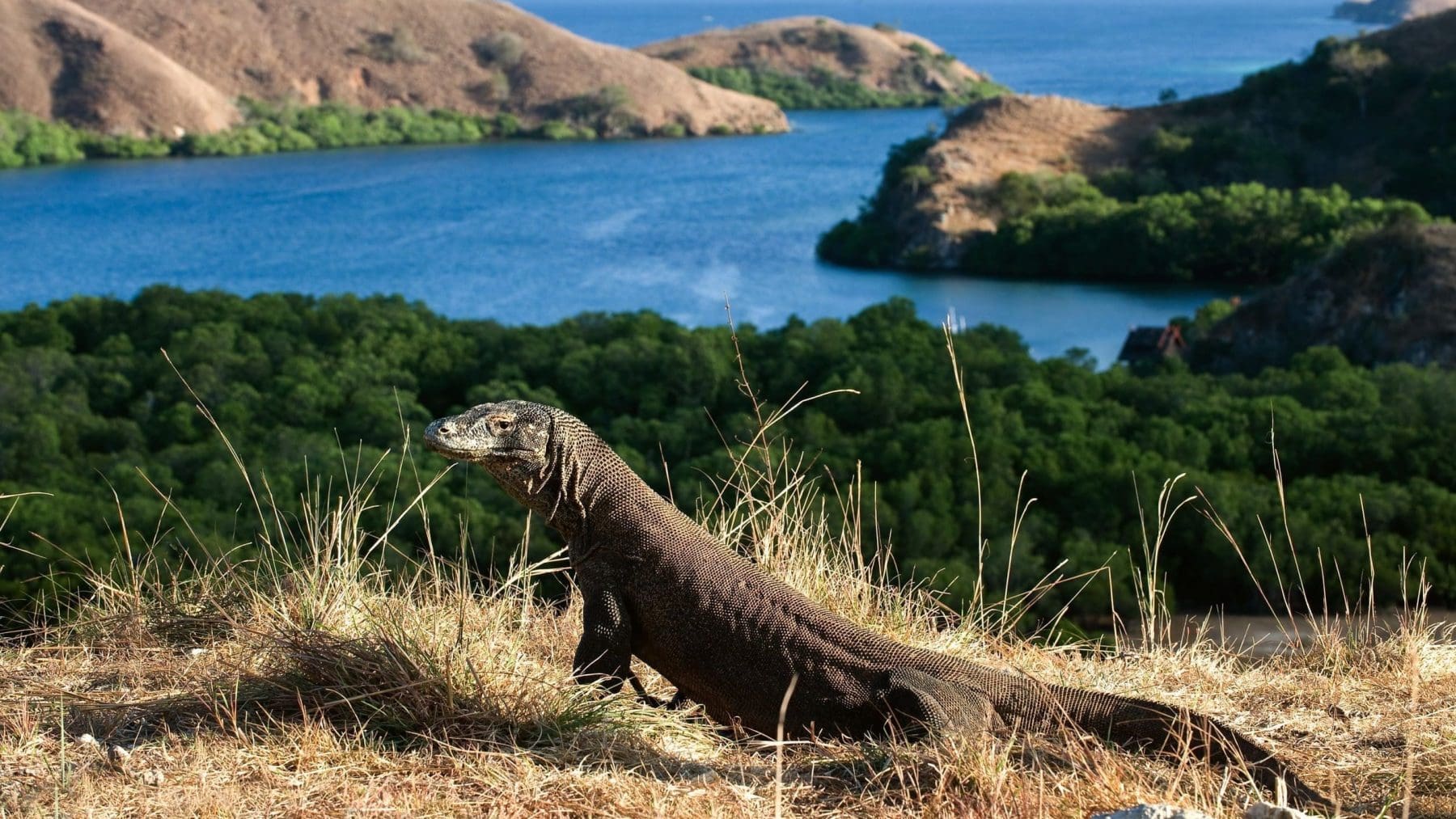 Komodo
